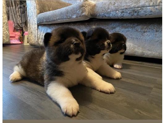 Ti psići potječu iz najboljih krvnih loza! ⭐️ČISTA AMERIČKA AKITA